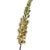 Kunstbloem Eremurus 106cm Cream