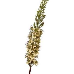 Kunstbloem Eremurus 106cm Cream