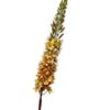 Kunstbloem Eremurus 106cm Oker
