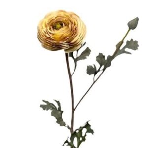 Kunstbloem Ranunculus open + 1 knop 68cm Cream